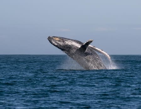 Whale watching from Manafiafy